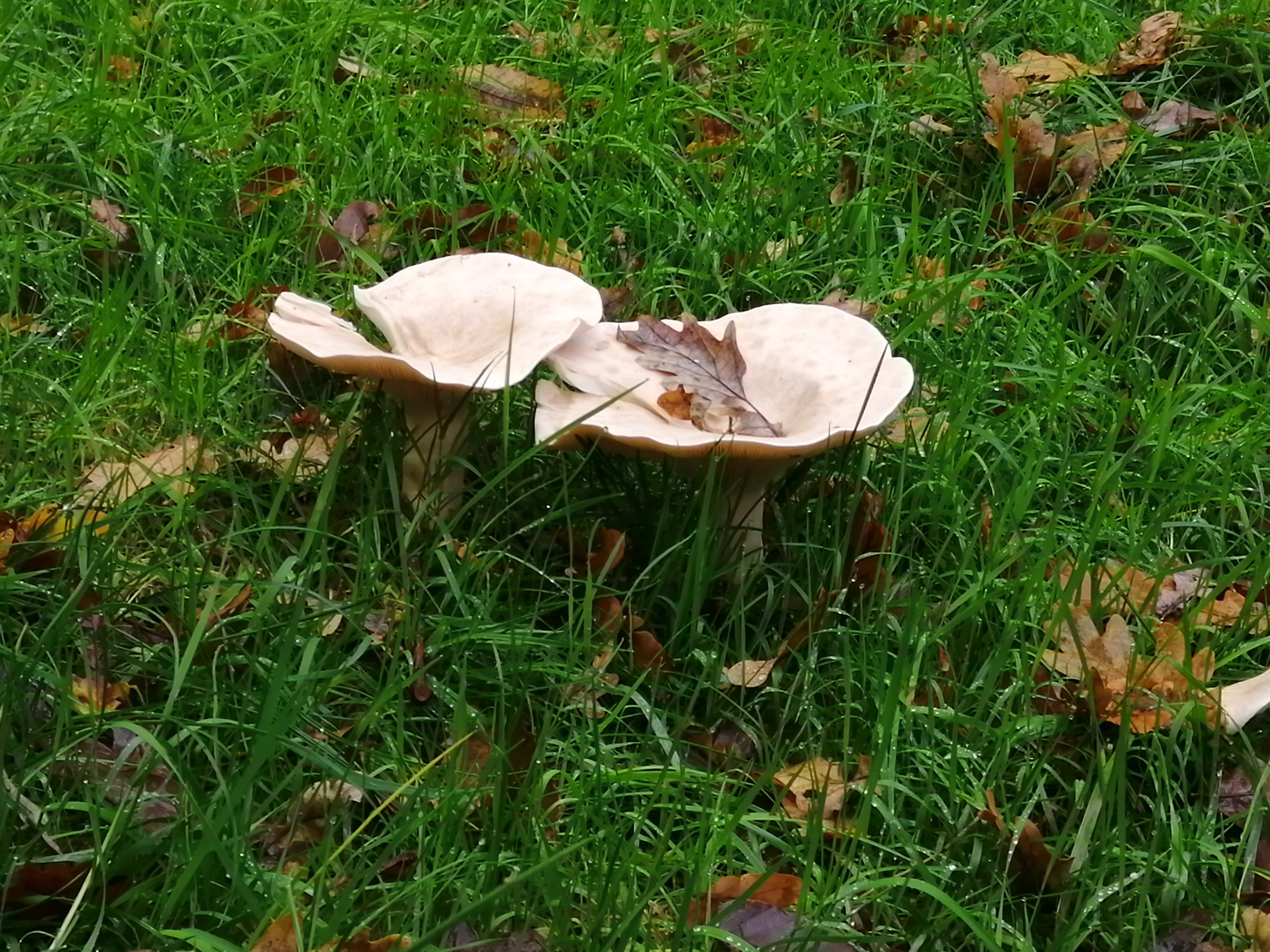 Toadstools.jpg